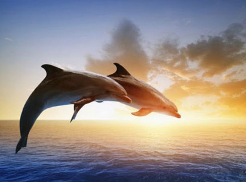 Best Lovina Sunrise Dolphins Watching Tour - Schedule and Meeting Points