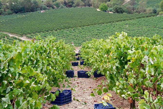 Best of Athens: Private Guided Half-Day Tour & Shore Excursion - Final Thoughts: Who Is It Best For?