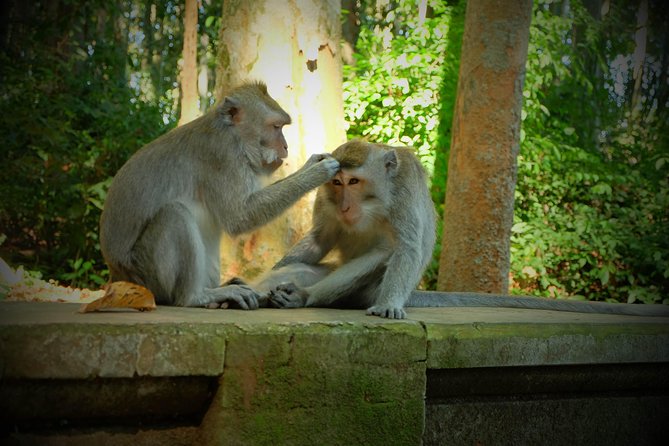 Best of Bali Half Day Tour: Monkey Forest & Tanah Lot Sunset (All Inclusive) - Inclusions and Amenities