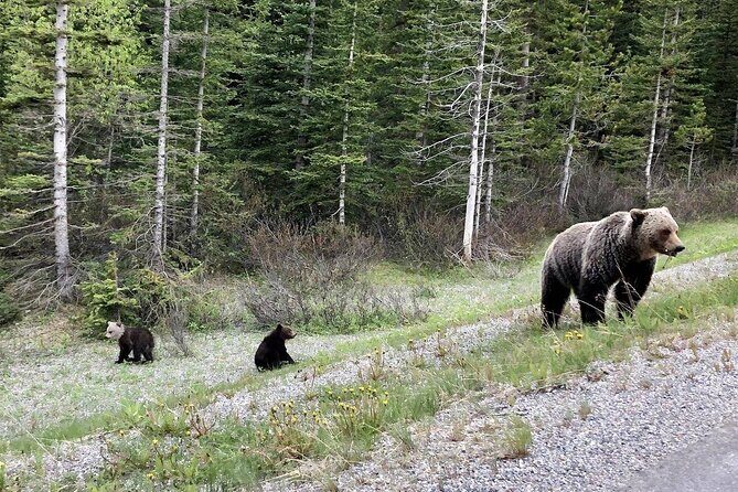 Best of Banff in Winter & Wildlife & Crazy Carpet Sled - Warmth and Local Flavor in Banff Town