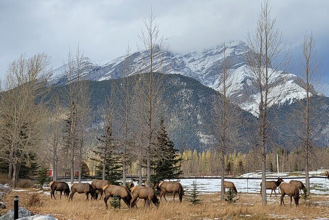 Best of Banff in Winter & Wildlife & Crazy Carpet Sled - Transportation and Practicalities