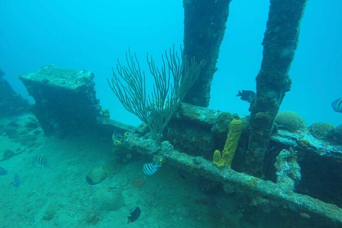 Best of Barbados Land and Sea Tour - Swimming With Sea Turtles