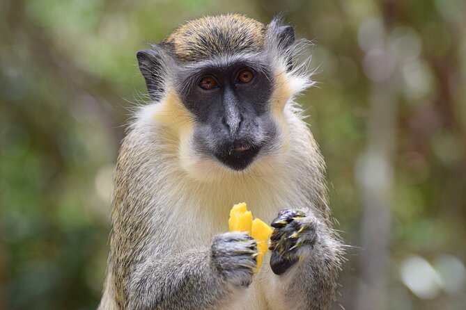 Best of Barbados Land and Sea Tour - Customer Experiences and Insights