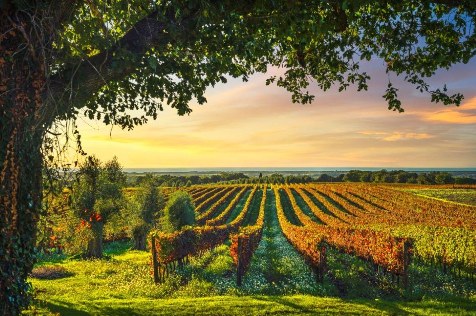 Best of Bolgheri- Full Day Private Experience in Bolgheri - Frequently Asked Questions