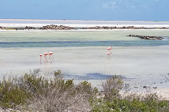 Best of Bonaire - Full Island Tour With a Local. - Customer Feedback and Reviews