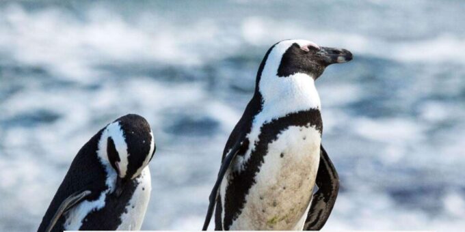 Best of Cape Town 3Day Private Tour - Includes Accommodation - Discovering Cape Peninsula