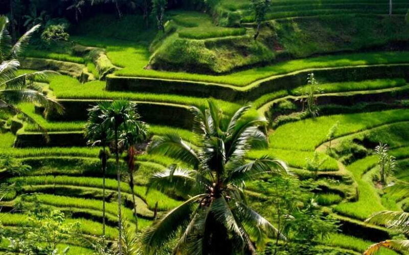 Best of Central Bali: Waterfall, Elephant Cave & Rice Fields - What Travelers Are Saying