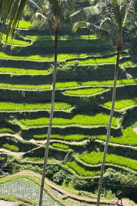 Best of Experience Full Day Ubud Tour With Private Driver - Cancellation Policy