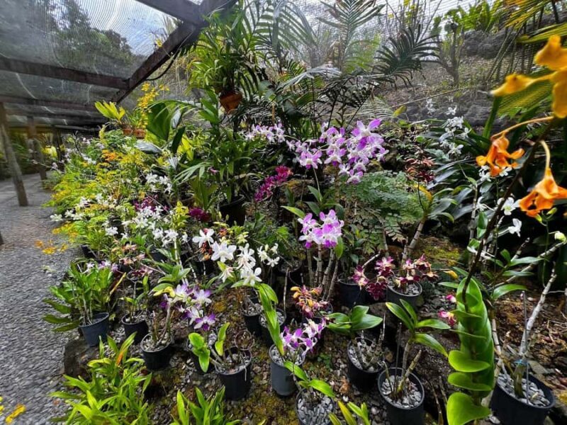 Best of Fiji Tours: 3 Days Package - Adventure Day: Zipline and Cave Exploration