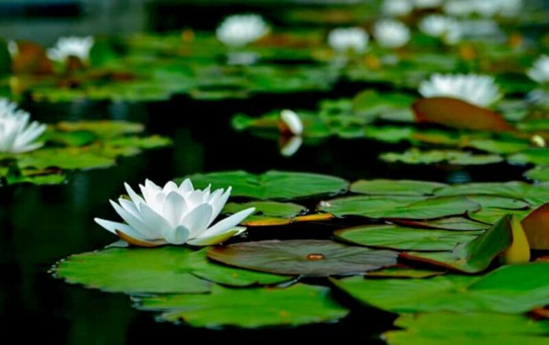 Best of Fiji Tours: 3 Days Package - Transportation, Logistics, and Practicalities