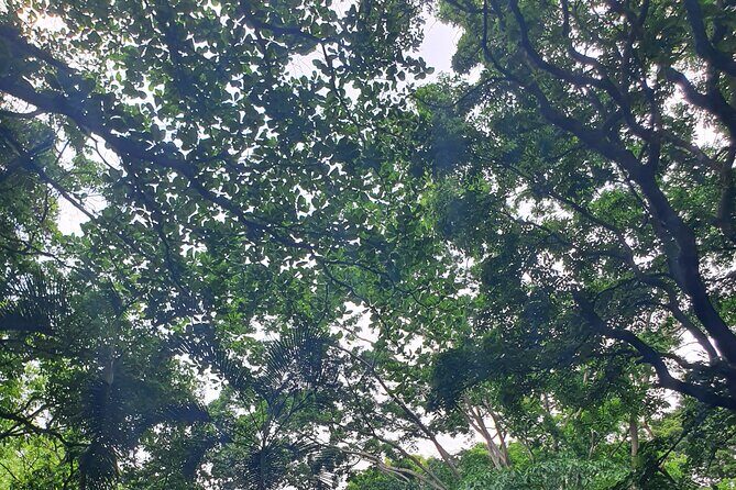 Best of Grenada Falls, Lake, Rum and Cocoa Experience - An In-Depth Look at the Tour Experience