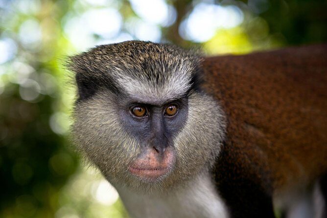 Best Of Grenada Historical Spice Tour and Annandale Waterfall - What to Expect from the Tour Experience