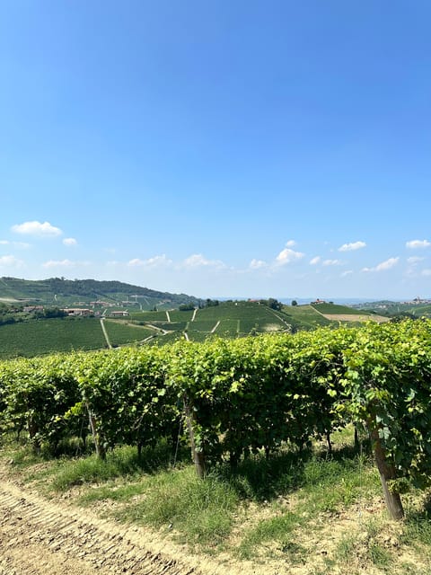 Best of Monforte Dalba: Wine Tasting & Traditional Meal - Overview and Pricing