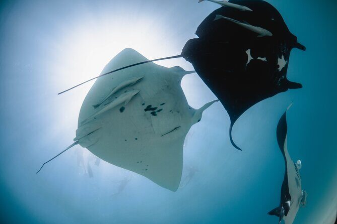 Best of Ningaloo Mantas and More - What to Expect from the Tour