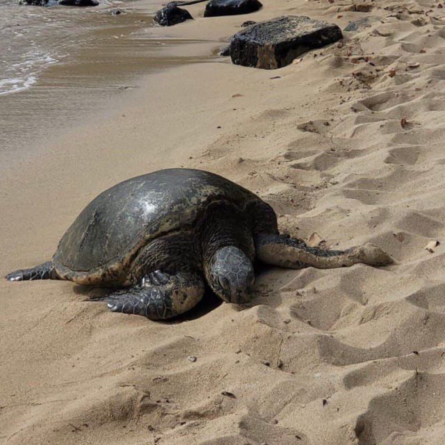 Best of Oahu in One Day - Inclusions and Important Information