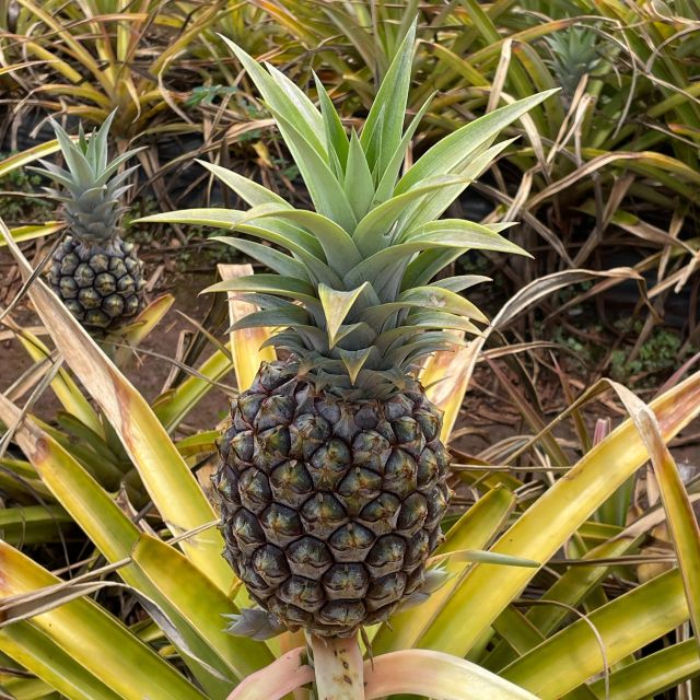 Best of Oahu in One Day - Reservation Details