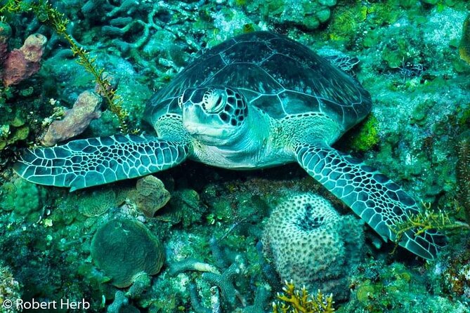 Best of Roatan by Land and Sea - Coxen Hole Tour Highlights