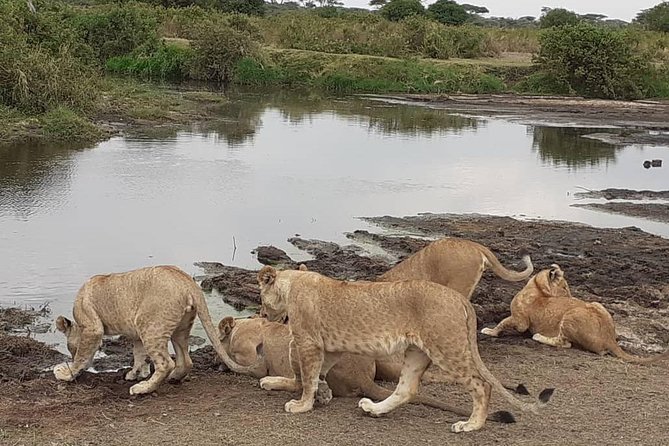 Best of Tanzania 5days 4nights Safari - Good To Know