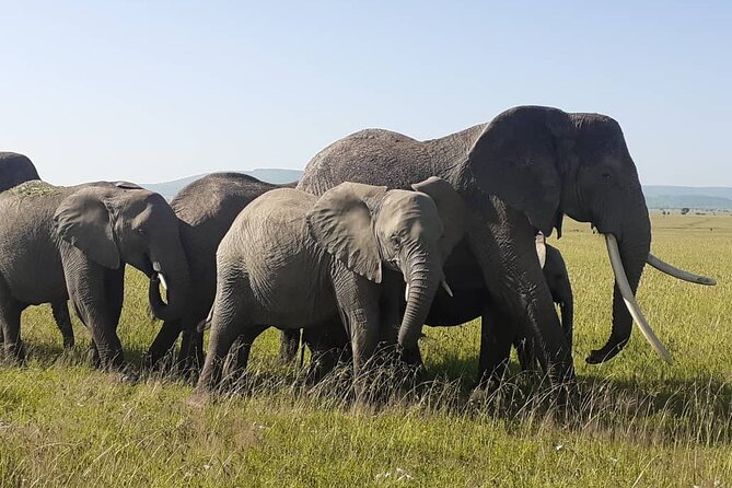 Best of Tanzania 5days 4nights Safari - Daily Itinerary Highlights