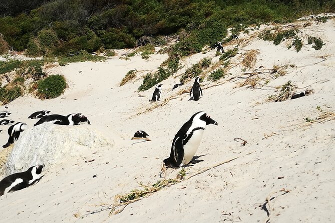 Best of the Cape Full Day Private Tour - Pricing and Cancellation