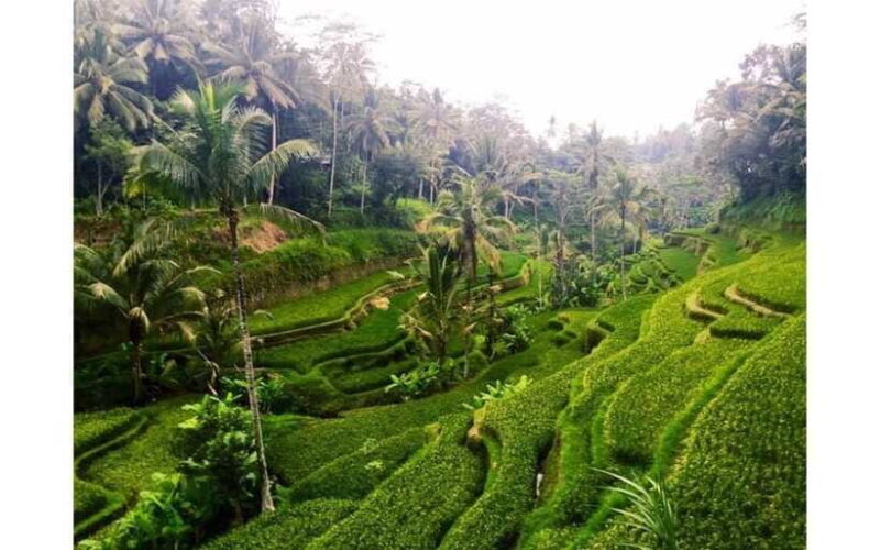 Best of Ubud - Private Guided Full-Day Tour, Ubud, Bali - Final Thoughts