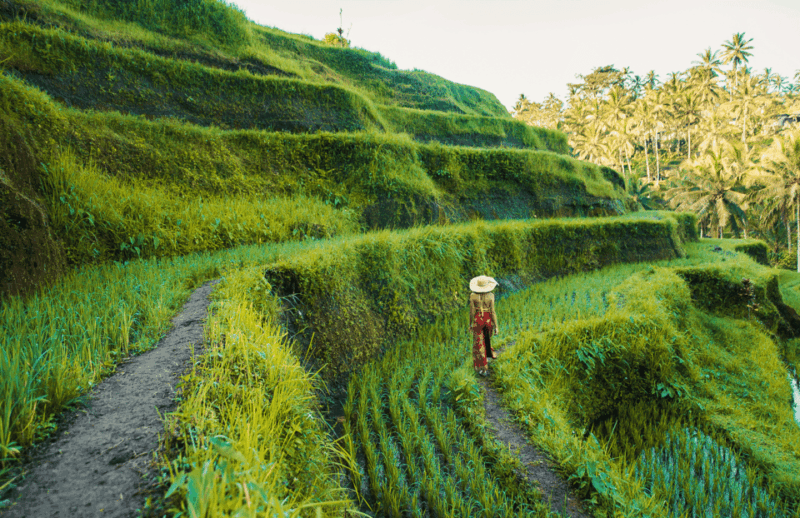 Best of Ubud: Temple, Waterfall, and Rice Terrace Adventure - Tour Inclusions and Exclusions