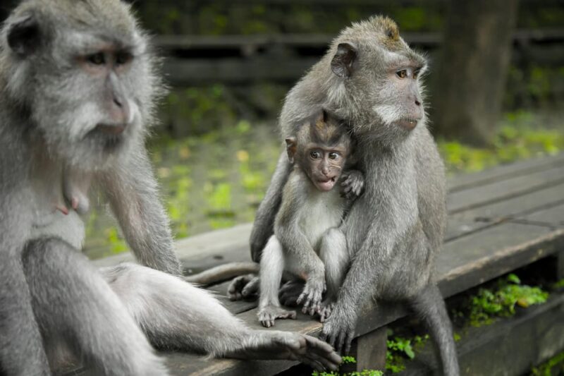 Best of Ubud Tour - All Inclusive - Cultural Significance and Attractions