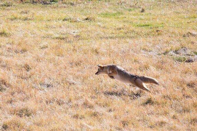 Best of Yellowstone Tour Review - Guide Expertise and Professionalism