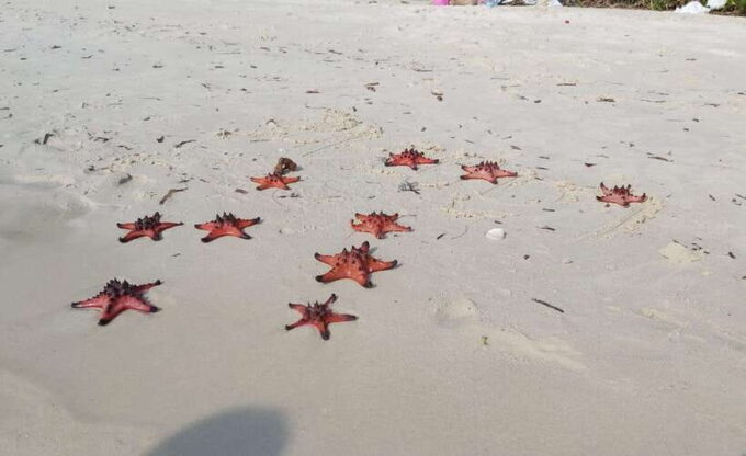 Best Seller Northern Phu Quoc & Kayak Aventure With Lunch - Relaxation at Starfish Beach