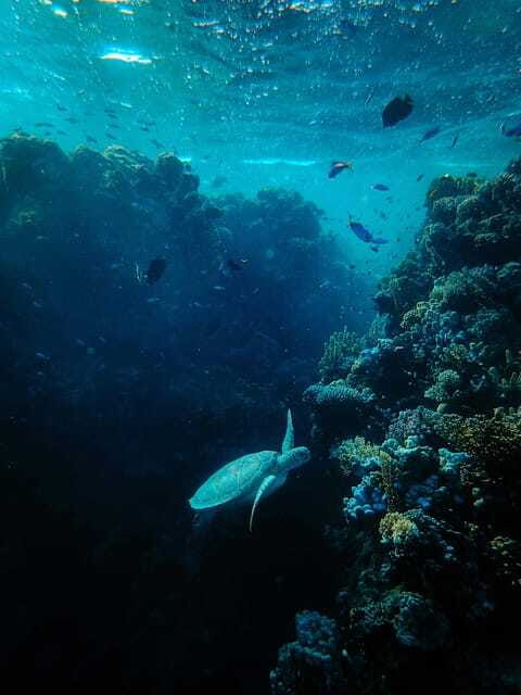 Best site for Course Diving in Amed - The Logistics and Practicalities