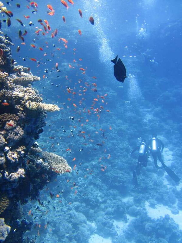 Best site for Course Diving in Amed - FAQ