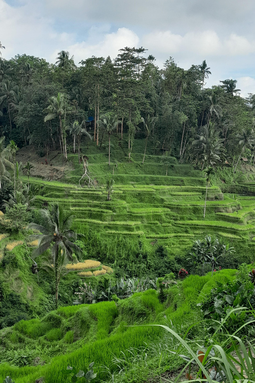 Best Thing to Do in Ubud All Inclusive - Group Size and Accessibility
