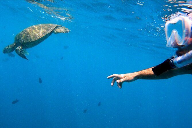 Best Waikiki Snorkel Tour: Guaranteed Turtles at Turtle Canyon - The Value and Pricing