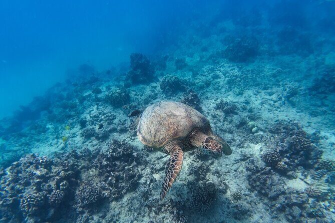Best Waikiki Snorkel Tour: Guaranteed Turtles at Turtle Canyon - Additional Notes and Practical Details