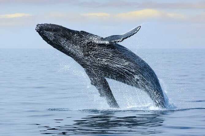 Best Waikiki Whale Watching in Honolulu: Whales Guaranteed - The Value of This Whale Watching Tour