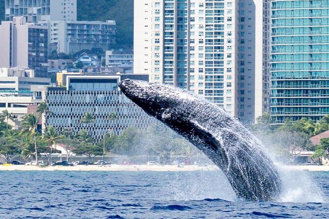 Best Waikiki Whale Watching in Honolulu: Whales Guaranteed - Who Should Book This Tour?