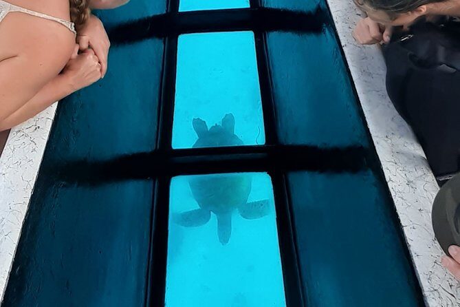 Best Way to Interact with Ocean Wildlife with Lunch. 6H - FAQ