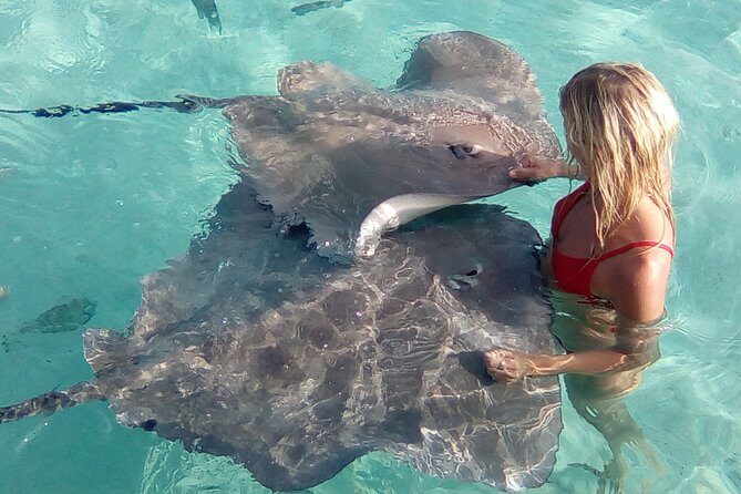 Best Way to Interact with Ocean Wildlife with Lunch. 6H - The Sum Up