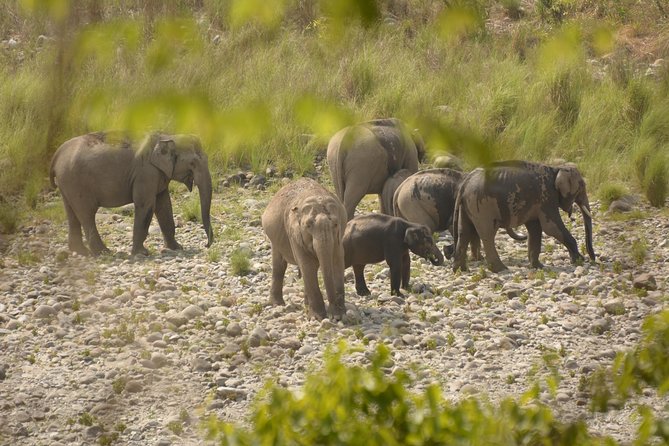 Best Wilderness Experience Through Jim Corbett Experience - Good To Know