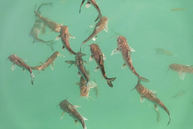 Beyond Bacalar: Pirate Route Exploration + River Float + Lunch - Who Will Love This Tour?