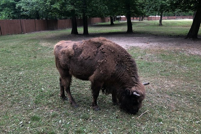 Białowieża Forest Unesco World Heritage Tour Packages (Native English Speaker) - Traveler Reviews and Ratings