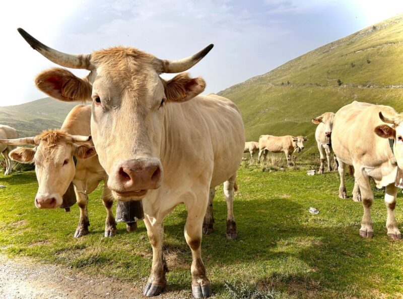 Biarritz: Full-Day Trip Into the Basque Countrys Inland - Itinerary Highlights