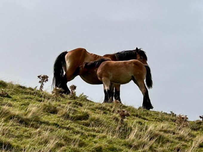 Biarritz: Full-Day Trip Into the Basque Countrys Inland - Accessibility and Itinerary Changes
