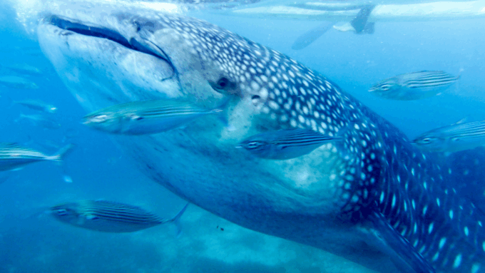 Bicol Philippines: Donsol Sorsogon Whale Shark Interaction - Choosing the Right Tour Provider