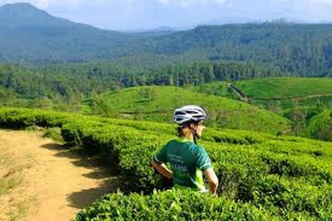 Bicycle Adventure-Bandarawela to Punagala & Tea Factory Tour - Tea Factory Exploration