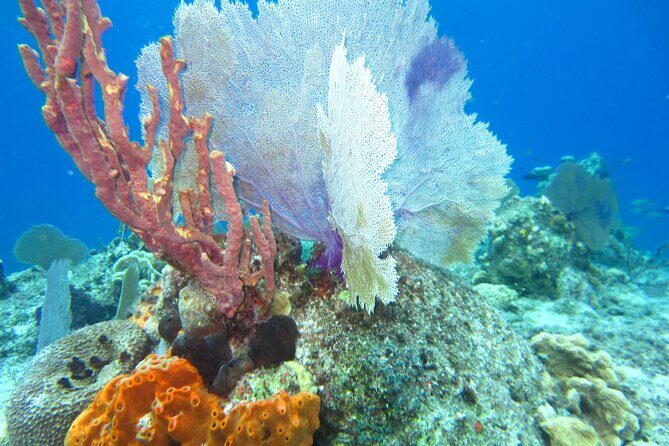 Bicycle Adventure With Snorkel and Lunch - Who Is This Tour Best For?