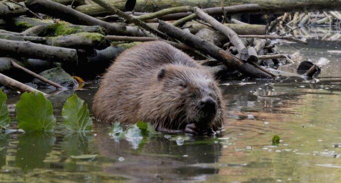 Biesbosch: Boat Cruise Through National Park - Frequently Asked Questions