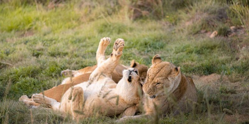 Big 5 Aquila Safari Half Day Tour and Wine Tasting - Pricing and Booking