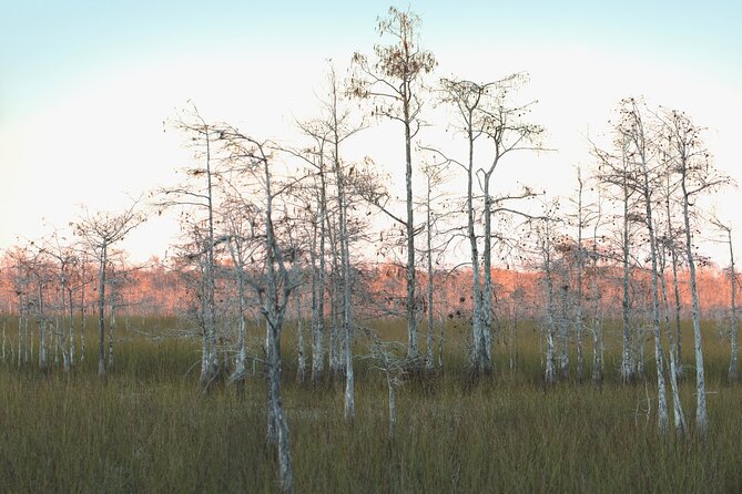 Big Cypress National Preserve Tour Review - Pricing and Reservations