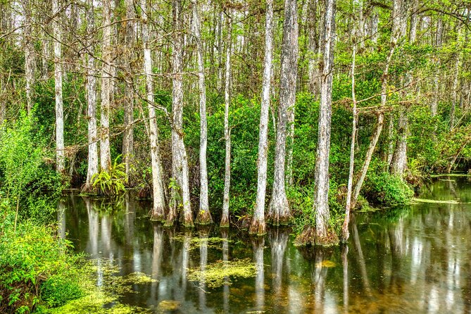 Big Cypress National Preserve Tour Review - Preparation Tips